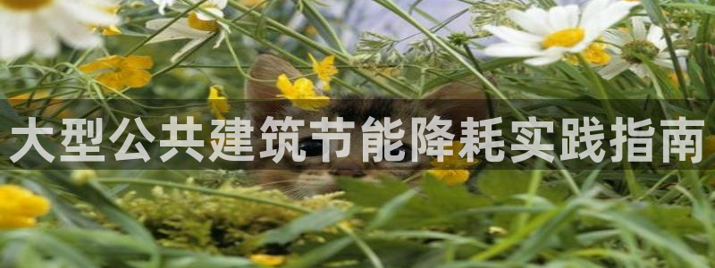 e尊国际-可可计划